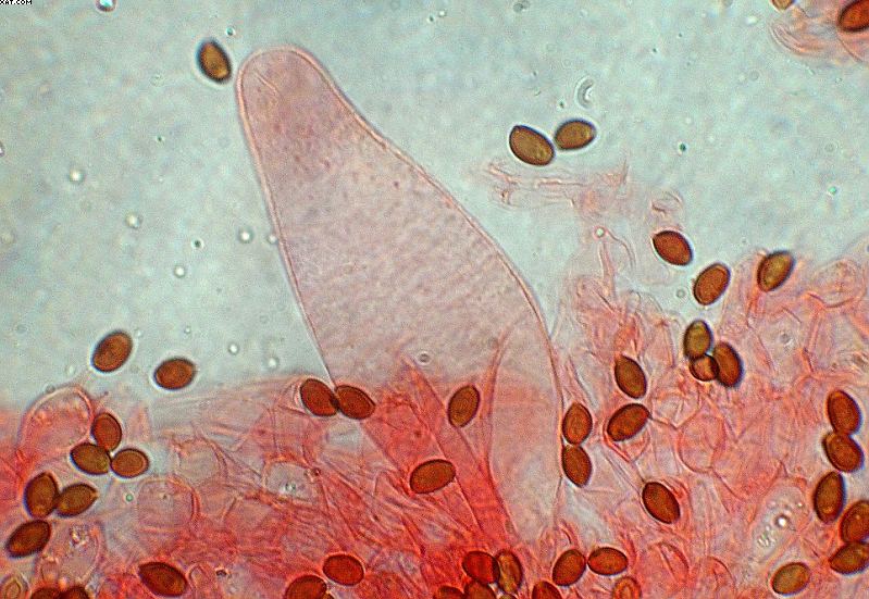 Coprinopsis strossmayeri (Schulzer) Redhead et al.